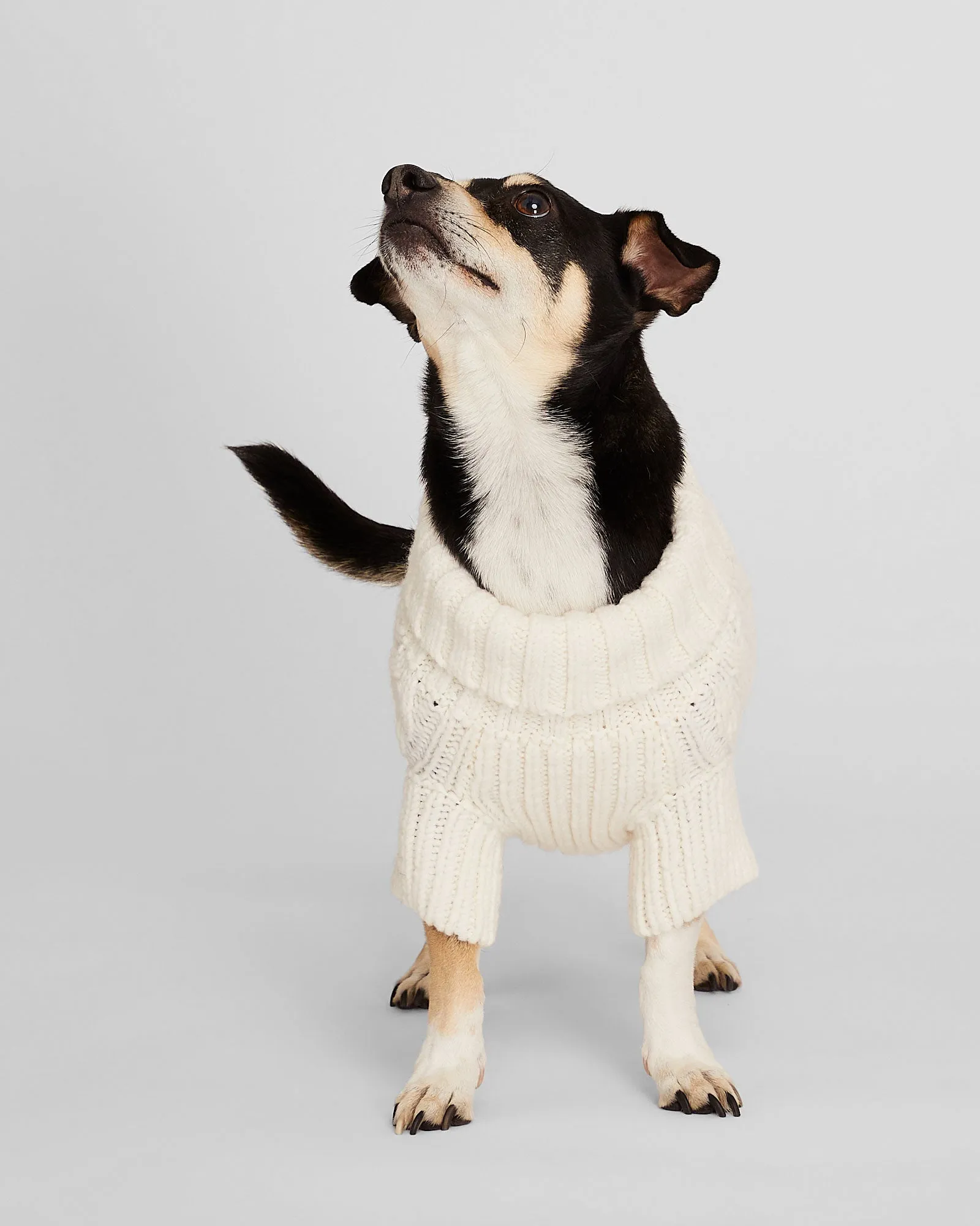 Cable Knit Dog Sweater